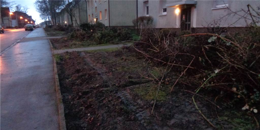 Grünschnitt: Vivawest wird in weiteren Lüner Quartieren aktiv Auch in der Straße Am Triftenteich sind vor den Häusern der Vivawest Büsche und Sträucher stark zurückgeschnitten oder entfernt worden.