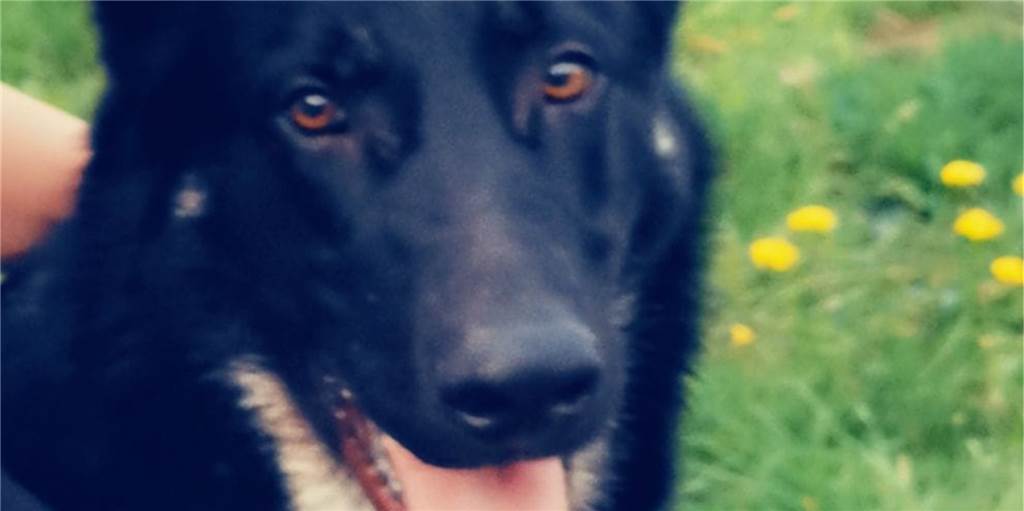 Hundehasser in Lünen: Familie ist geschockt über Rambos grausamen Tod Ein etwas unscharfes Foto zeigt Rambo, den getöteten Hund. In die Herzen seiner Besitzer hat sich sein Bild aber scharf eingebrannt.