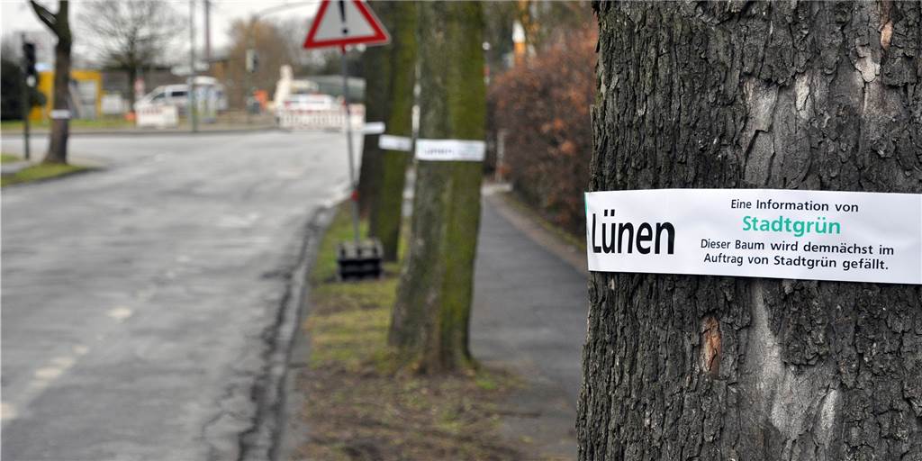 Baumsterben an Lüner Straßen: 200 Neupflanzungen wiegen Verlust nicht auf In den letzten drei Jahren hat die Zahl der Kandidaten für die Motorsäge am Straßenrand (Archivbild) zugenommen. Die jährlichen 200 Neuanpflanzungen können den Verlust des Baumsterbens nicht mehr ausgleichen.