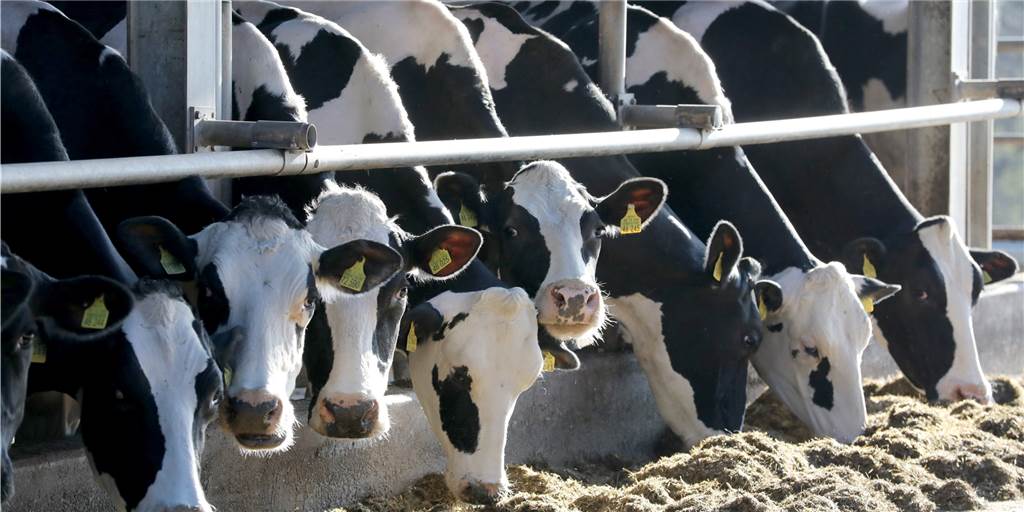 Rinderseuche-Ausbruch: Wie weit hat sich das BHV-1-Virus ausgebreitet? Nachdem auf einem Betrieb in Vreden die Rinderseuche BHV-1 ausgebrochen und beim gesamten Bestand festgestellt worden war, hat das Veterinäramt die Tiere in weiteren Betrieben getestet.