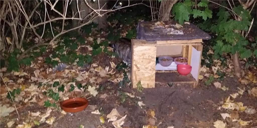 Tierschützer entsetzt: Unbekannte zünden Futterhaus für Katzen an Tierschützer entsetzt: Unbekannte zünden Futterhaus für Katzen an