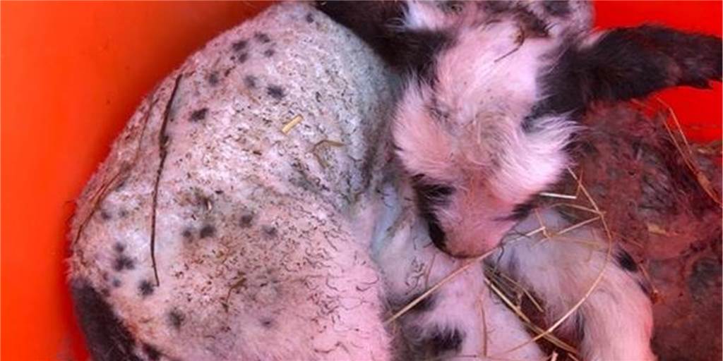 Veterinäramt: Todesrate bei Problemschäfer „liegt im Normbereich“ Veterinäramt: Todesrate bei Problemschäfer „liegt im Normbereich“