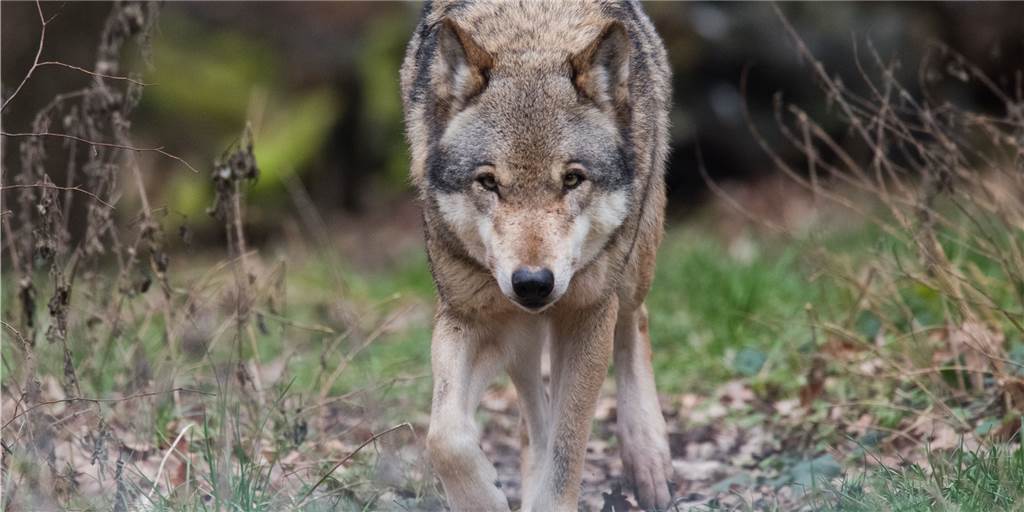 Streift tatsächlich ein solcher Wolf durch die Wälder ums Wasserschloss Westerwinkel?