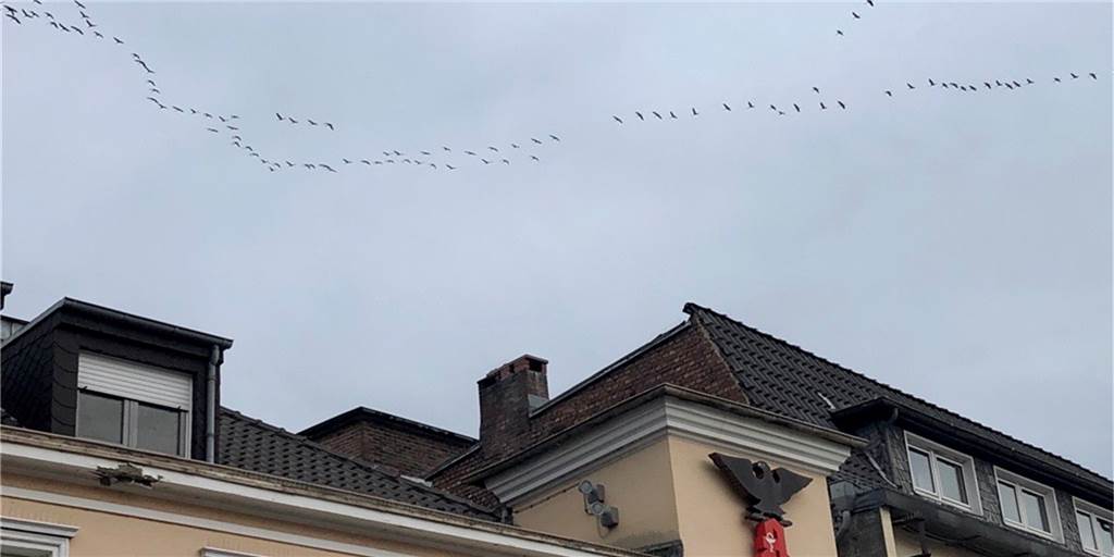 Erste Kraniche zu sehen? Von wegen! Sie fliegen schon länger über Werne Kraniche sind am Donnerstag (18. Februar) über den Marktplatz in Werne geflogen. Es waren allerdings nicht die ersten Vögel, die sich in Richtung Norden aufgemacht haben.