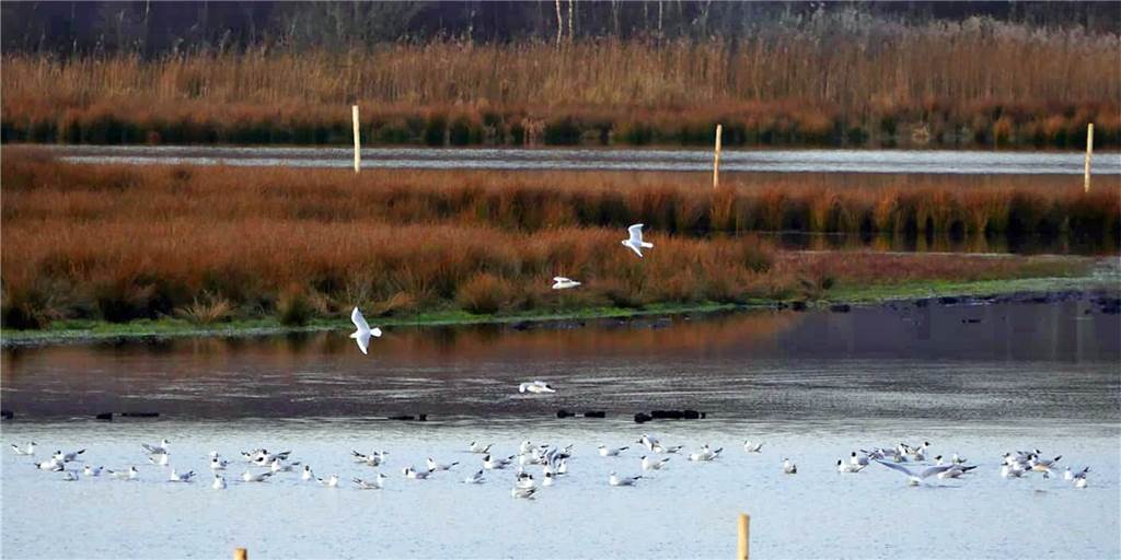 Möwen kreisen über Wasserfläche im Venn – Problem liegt im Untergrund Die ersten Möwen drehen schon im Zwillbrocker Venn ihre Runden. Der „Lachmöwensee" ist aktuell mit Wasser gefüllt.