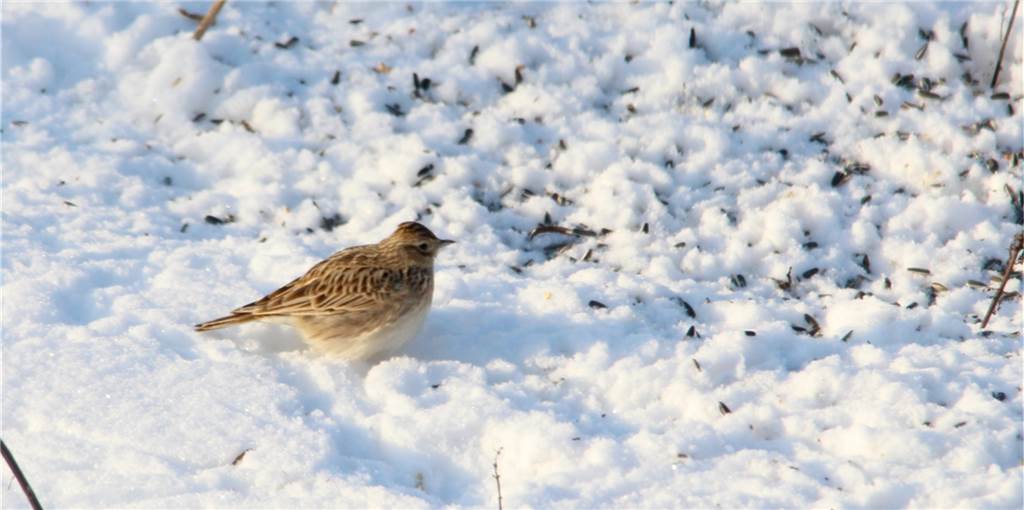 Bedrohte und seltene Vögel in Werne gesichtet: „Das ist Naturschutz vom Feinsten“ Äußerst seltener Anblick mitten im Schnee: Eine Feldlerche ist im Garten von Klaus Nowack in Werne zu sehen. Diese Vogelart ist vom Aussterben bedroht.