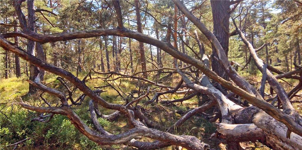 30.000 Euro mehr für Klimaschutzprojekte der Ascheberger Bürger Künftig gibt es von der Gemeinde mehr Geld für Nachhaltigkeits- und Klimaschutzprojekte in Ascheberg.