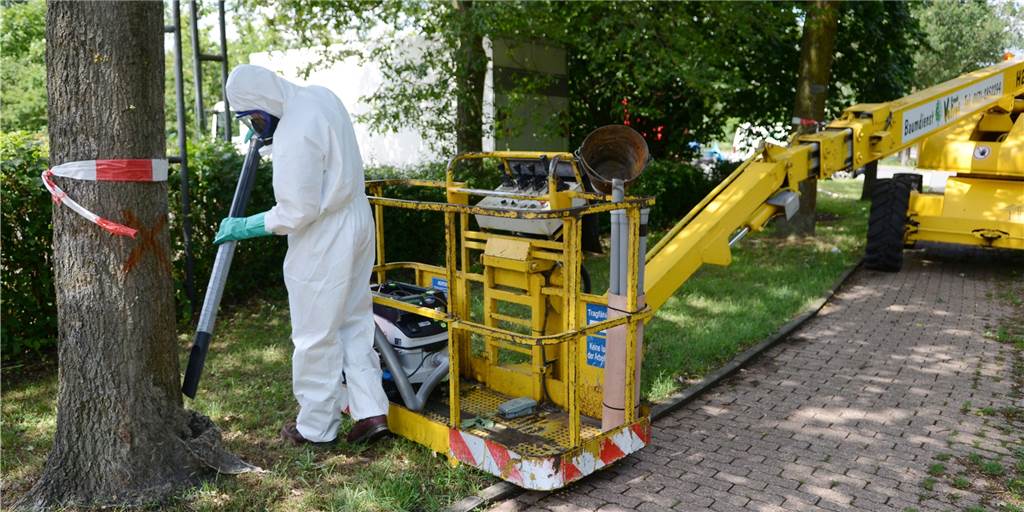 EPS-Plage: Stadt Dorsten wird auf Nistkästen und Fallen verzichten Mitarbeiter einer von der Stadt Dorsten beauftragen Firma bei der Arbeit, um Eichen fachgerecht von den Eichen-Prozessionsspinner zu befreien.