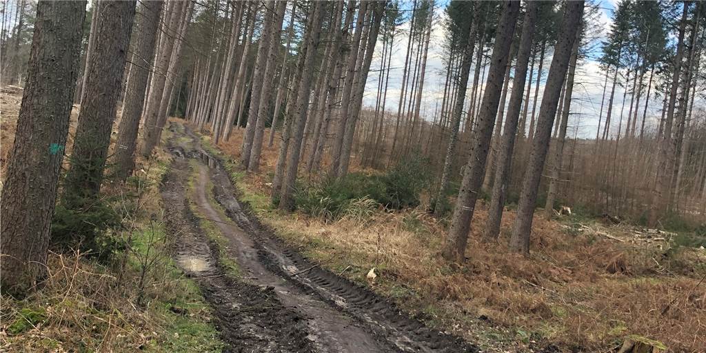 Debatte um illegale Mountainbike-Strecken erregt die Gemüter in Haltern Tiefe Spurrillen, vermutlich durch schwere Maschinen verursacht, sind auf diesem Weg in der Hohen Mark bei Lavesum zu erkennen.