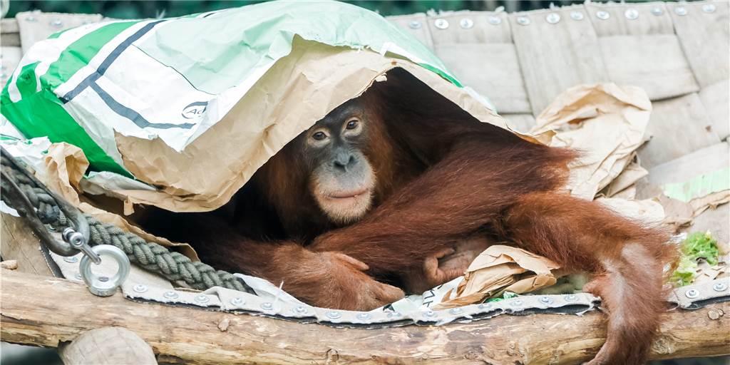 Neue Corona-Regeln: Wie geht es mit Zoo und Museen in Dortmund weiter? Auch die Tiere im Dortmunder Zoo vermissen die Besucher.