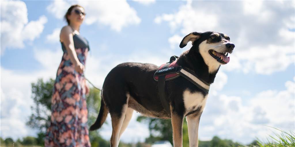 Corona-Projekt Hund: Zählung der Vierbeiner in Heek steht an In der Dinkelgemeinde sollen mal wieder die exakte Zahl der Hunde ermittelt werden.