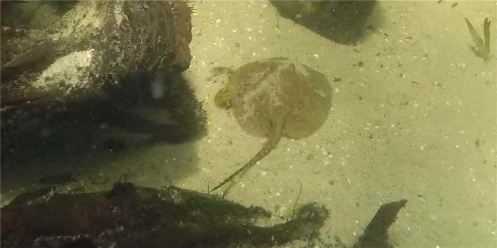 Jochen, der Rochen, kam nur kurz aus dem Sand im Aquarium des Dortmunder Zoos hervor. Meist liegt er tagsüber vergraben im Sand.