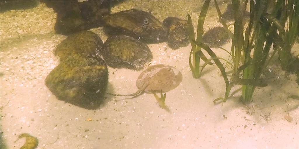 Unterwasser-Video: Fütterung bei unserem Paten-Rochen „Jochen“ „Jochen“ ist noch ganz klein und etwas schüchtern. Trotzdem durften wir ihn mit der Unterwasser-Kamera besuchen.