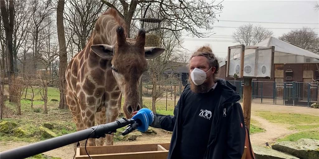 Zoo wieder geöffnet: Giraffe Zikomo staunt über zurückgekehrte Besucher Zoolotse Marcel Stawinoga zusammen mit Giraffen-Bulle Zikomo beim Interview mit unserem Reporter.