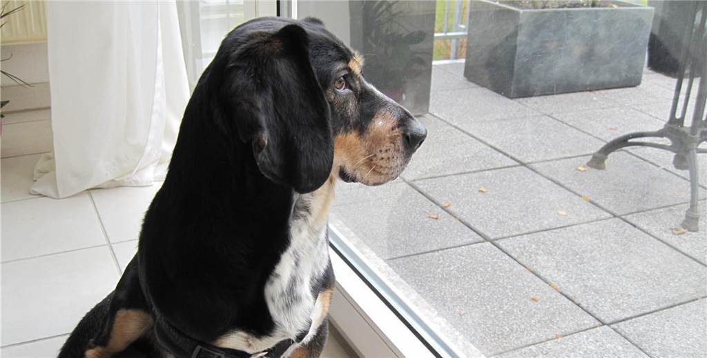 Schwere Vorwürfe gegen Ex-Bürgermeister: Streit um Hund Merlin spitzt sich zu Nachdem sich Tierschutzverein und Halterin bereits vor Gericht um Merlin streiten, gilt der Mischling nun als verschwunden.