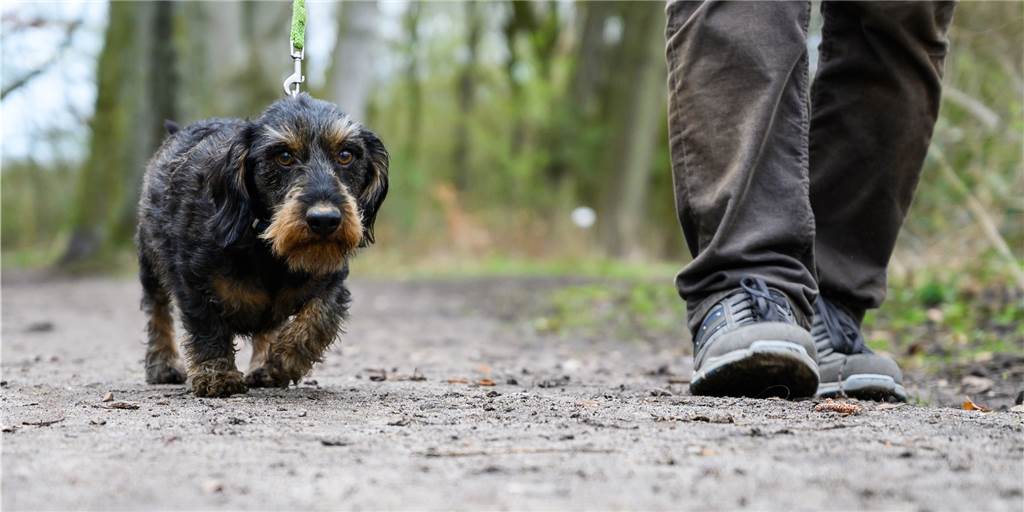 Halterner Hundebesitzer entrüstet: Stadt verschickte Mahnungen Halterner Hundebesitzer entrüstet: Stadt verschickte Mahnungen