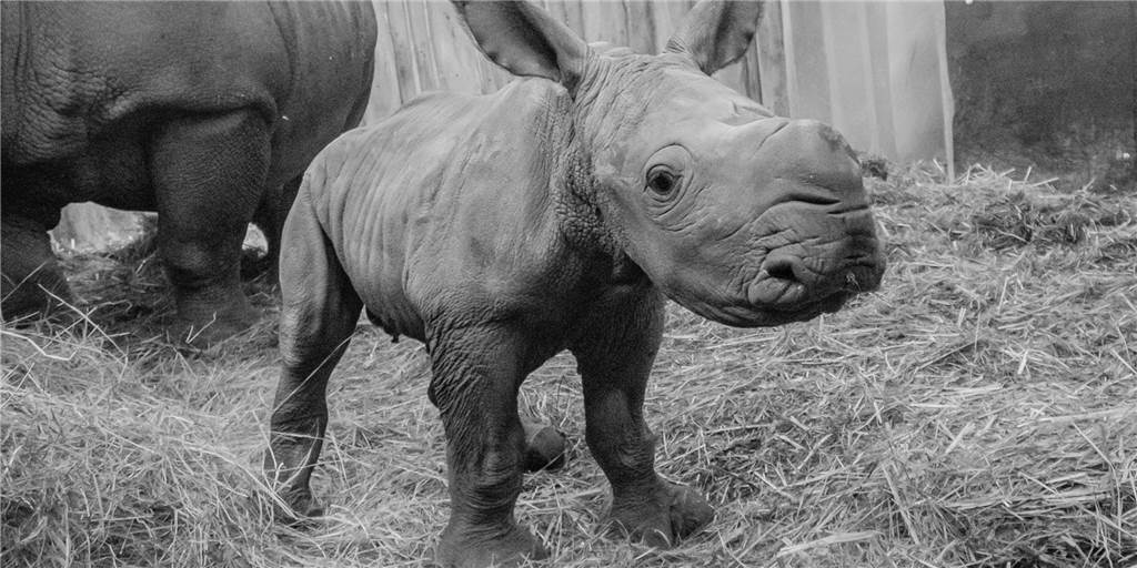 Süßer Nashorn-Bulle Willi ist tot Süßer Nashorn-Bulle Willi ist tot