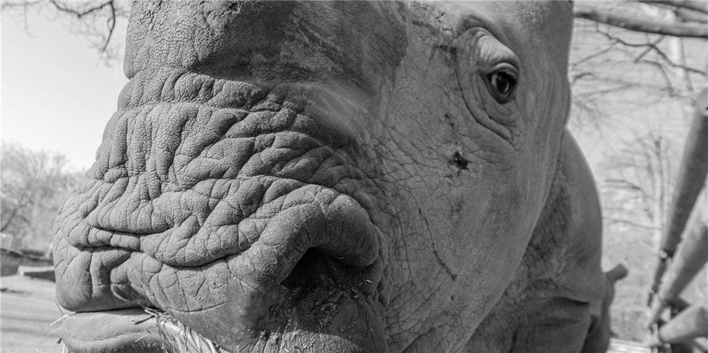 Schock und Tränen: Dortmunder trauern um Jung-Nashorn Willi Trauer und Bestürzung über den Tod des Jungbullen Willi.
