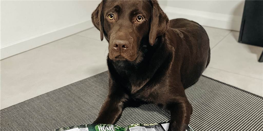 Peanut: Ein Jahr alt, 117.000 Instagram-Fans und ab jetzt tauschbar Miriam Fengler und die beiden Hunde Bailey und Peanut haben auf Instagram eine riesige Fangemeinde.
