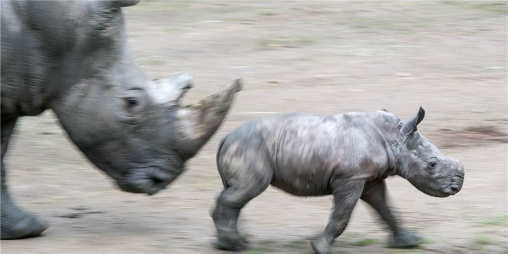 Jung-Nashorn Willi: Todesursache steht jetzt fest Jung-Nashorn Willi: Todesursache steht jetzt fest