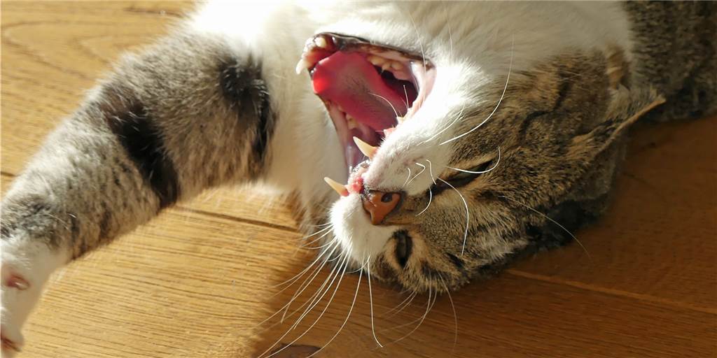 „Chill ma, Ilma!“ Was die Diskussion um die Osterruhe gebracht hat Die Katze macht es vor: Nach aller Hektik um den „Osterlockdown“ ist bei mir Entspannung angesagt. Vielleicht sollten wir uns jetzt schon vornehmen, Ostern einfach mal zu „chillen“.