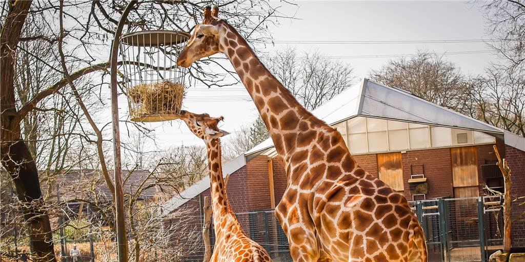 Dortmunder Zoo soll auch über Ostern öffnen – mit Einschränkungen Wie wär es mit einem Besuch bei Giraffenbulle Zikomo und seiner neuen Mitbewohnerin, der zweijährigen Maoli? Aber nur mit Reservierung.