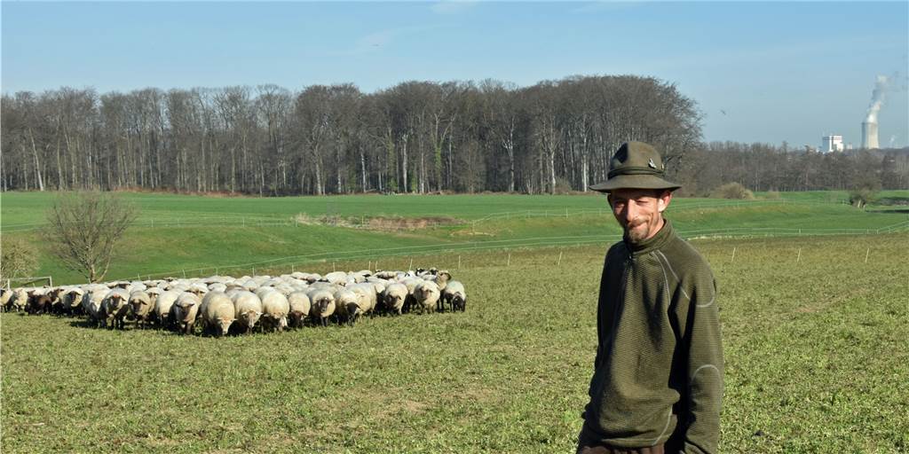 Christof May lässt seine Schafherde momentan im Dortmunder Nordosten grasen. Vier Tage waren sie auf einem Bio-Hof im Einsatz.