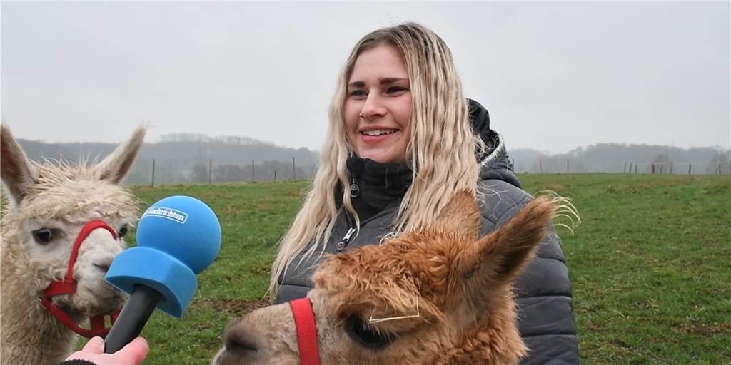 Familien und Paare können jetzt mit vier Alpakas die Natur erkunden Familien und Paare können jetzt mit vier Alpakas die Natur erkunden