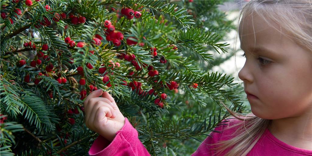 Wenn das Kind giftige Substanzen verschluckt hat: Hier gibt es Hilfe Die Beeren einer Eibenhecke sind giftig. Im Ernstfall können Eltern beim Giftnotruf Hilfe bekommen.
