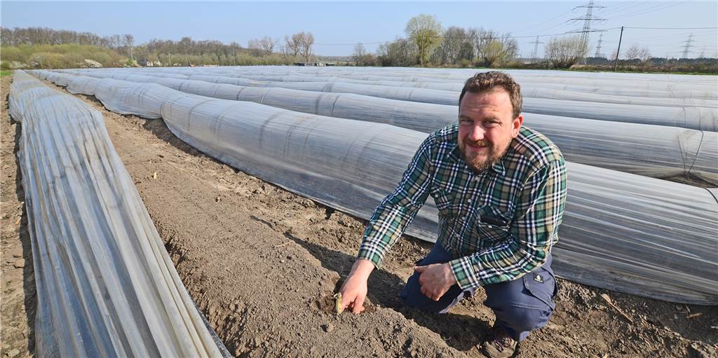 „Sich was gönnen“: Spargel ist noch begehrter als ohnehin schon Auf dem Spargelfeld von Jan Menken hat die Ernte begonnen.