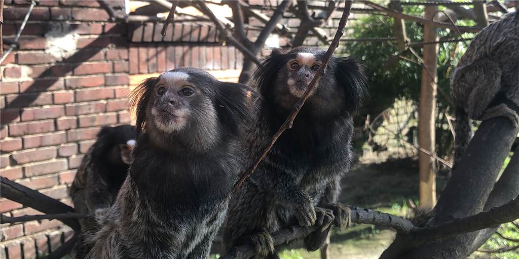 Die Büschelaffen im Tierpark Eversum sind bei den steigenden Temperaturen wieder gerne draußen.
