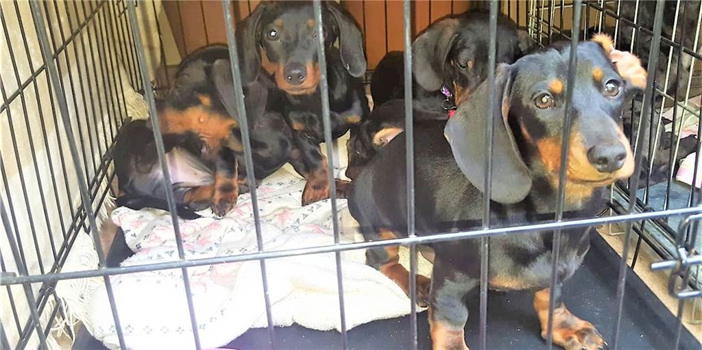Illegaler Hundehandel? Arche 90 kämpft um sechs Dackel-Welpen Noch ist unklar, was aus den Dackel-Welpen wird, die Polizei und Veterinäramt vor einem möglicherweise illegalen Transport nach England retteten.
