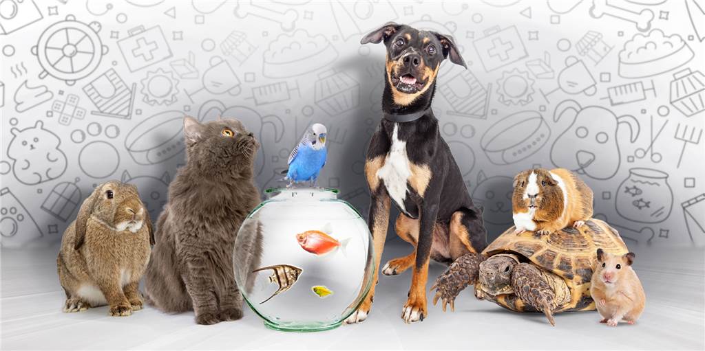 Bis zu 30.000 Euro: So viel kostet ein Haustier im Laufe seines Lebens Hund, Katze, Hamster, Wellensittich: Wussten Sie, welches Haustier in der Haltung am teuersten und welches am günstigsten ist?
