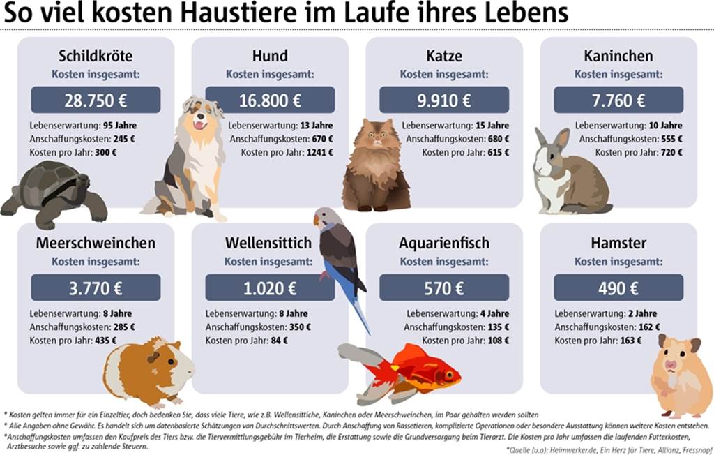 Bis zu 30.000 Euro: So viel kostet ein Haustier im Laufe seines Lebens Bis zu 30.000 Euro: So viel kostet ein Haustier im Laufe seines Lebens