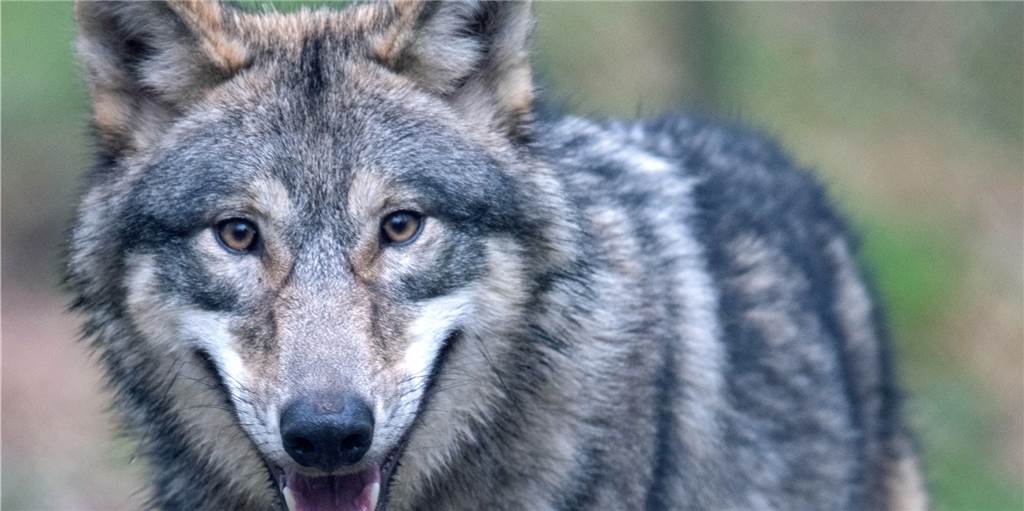 Erster Wolf in Werne gesichtet - er tappte in eine Fotofalle Zum ersten Mal ist ein Wolfs-Besuch (hier ein Archiv-Foto) in Werne dokumentiert worden, seitdem die Tiere wieder vor Jahren in NRW heimisch geworden sind.