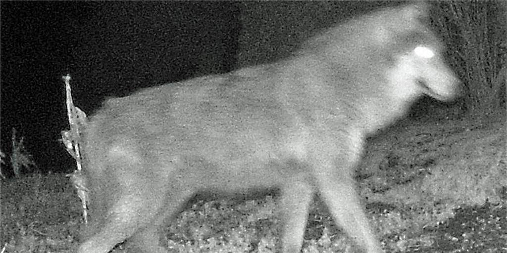 Hier wandert der erste Wolf durch Werne Etwas unscharf, aber durchaus als Wolf zu erkennen. Ein Bild aus der Fotofalle in Werne.