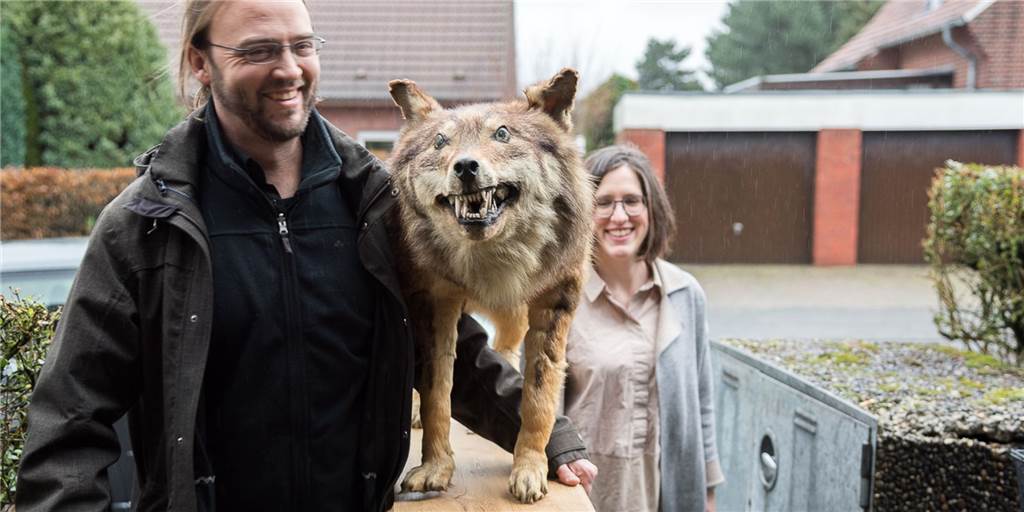 Der letzte Wolf Westfalens hat keine eigenen Zähne mehr Wissenschaftler bringen das Präparat des letzten Wolfes in Westfalen vor drei Jahren zur einer zahnärztlichen Untersuchung. Mit überraschendem Ergebnis.