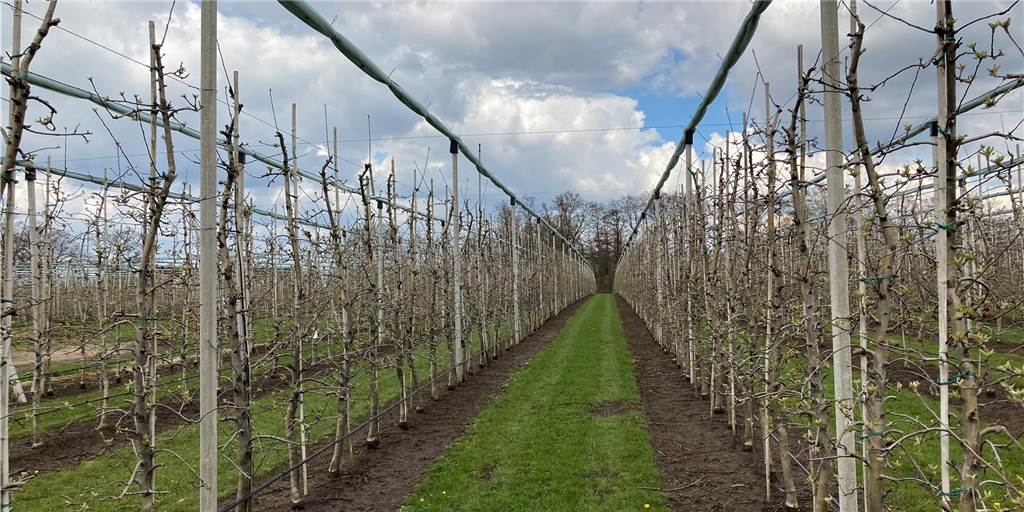 Borker Landwirt Bleckmann schützt Apfel-Knospen mittels einer Eisschicht Auf dem Gemüsehof Bleckmann treiben die Obstbäume die ersten Knospen.