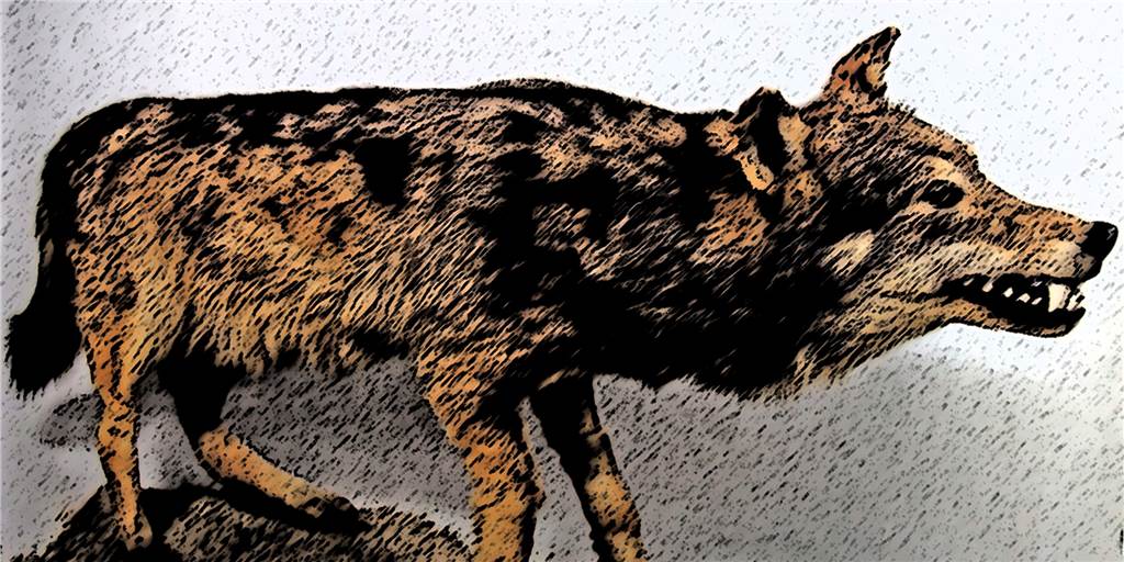 Der letzte Wolf Westfalens steht ausgestopft in Münster. Das auftauchen eine lebenden Exemplars in Werne löste alte Ängste aus.