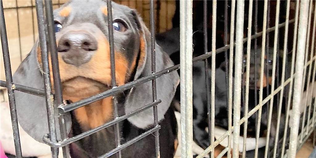 Verdächtiger Tiertransporter wieder aufgetaucht: „Die werden nicht aufhören“ Erneut durchsuchte die Polizei den Tiertransporter, den Nachbarn am Montag (19.4.) entdeckt hatten. Mittlerweile trägt der Wagen die Aufschrift "live animal transport".