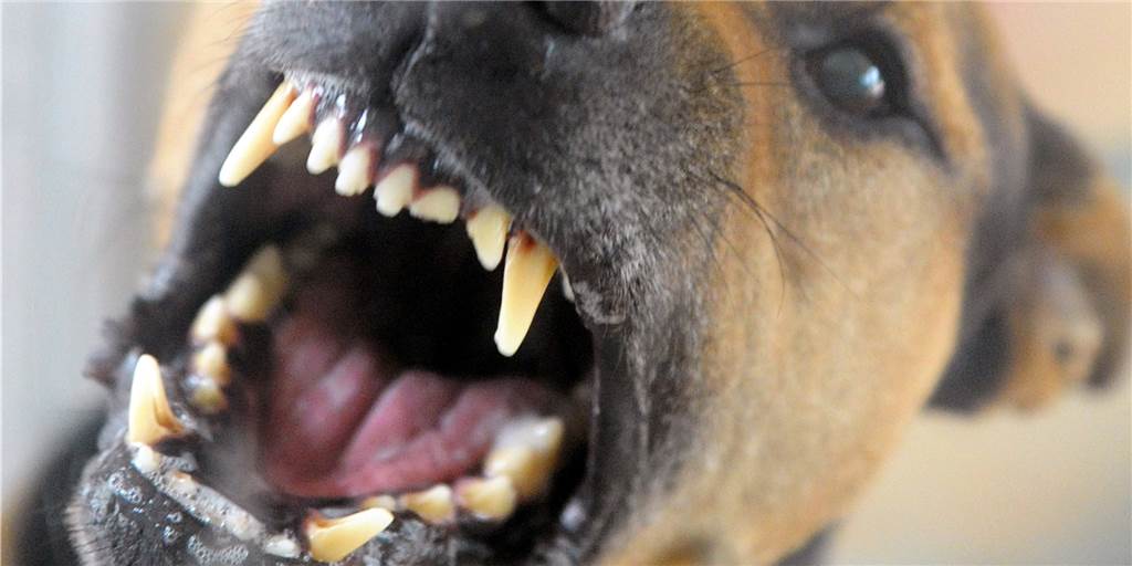 Dreijährige von Hund angegriffen: Ein blutiger Finger und eine uneinsichtige Halterin