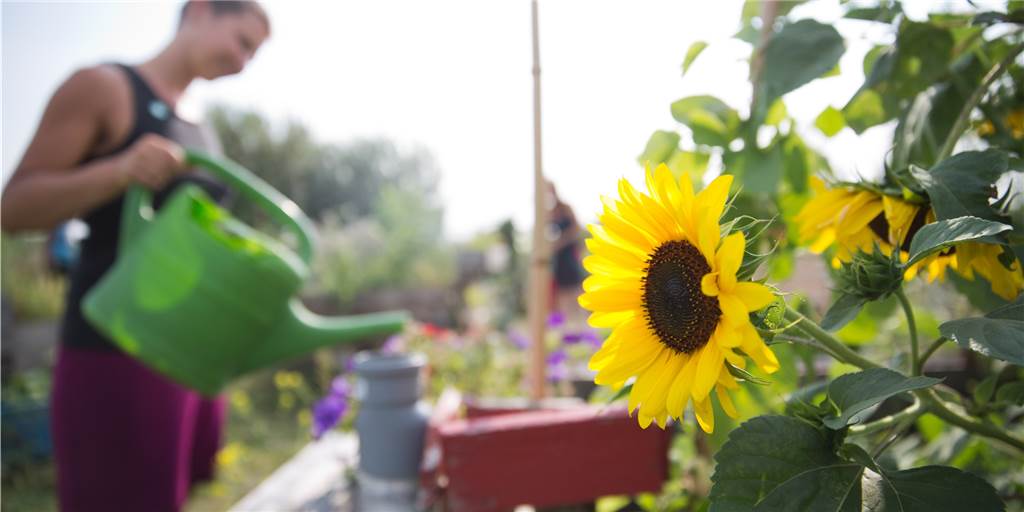 Gartenarbeit am Wochenende: So sind Blumenläden und Gartencenter jetzt geöffnet