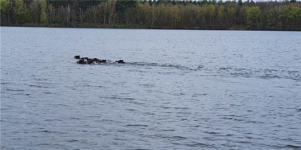 Segler filmt 14 wilde Badegäste im Halterner Stausee Segler filmt 14 wilde Badegäste im Halterner Stausee