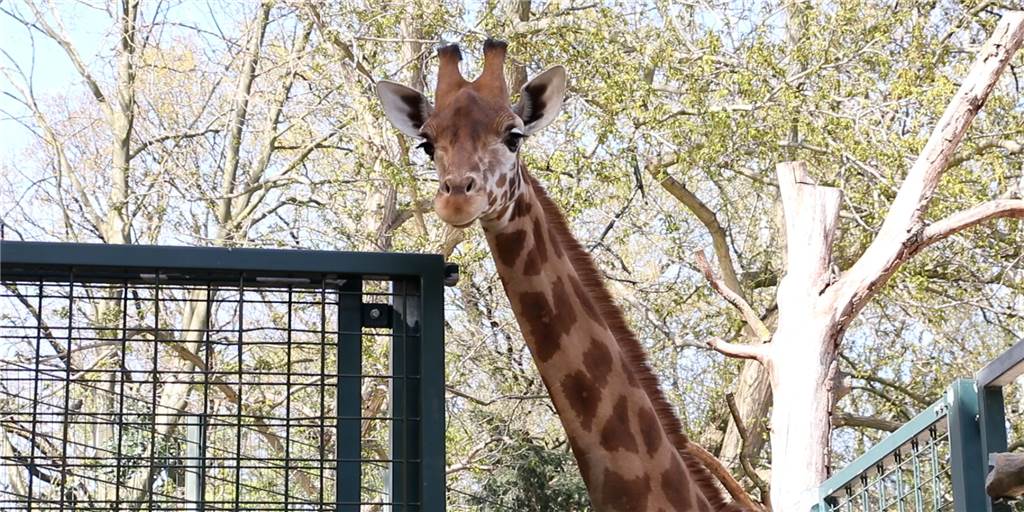 „Logistische Herausforderung“: So kamen die neuen Giraffen in den Zoo Dortmund Penda ist am Montag (20.4.) aus dem Zoo Basel nach Dortmund gekommen. Die Giraffen-Kuh gesellt sich nun zu Zikomo und zu Maoli, die ebenfalls recht neu im Zoo ist.
