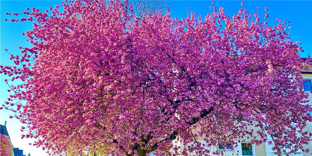 Spektakulärer Anblick: Große Zier-Kirsche steht in voller Blüte Im Sonnenlicht leuchtet die haushohe Zierkirsche an der Haberlandstraße.
