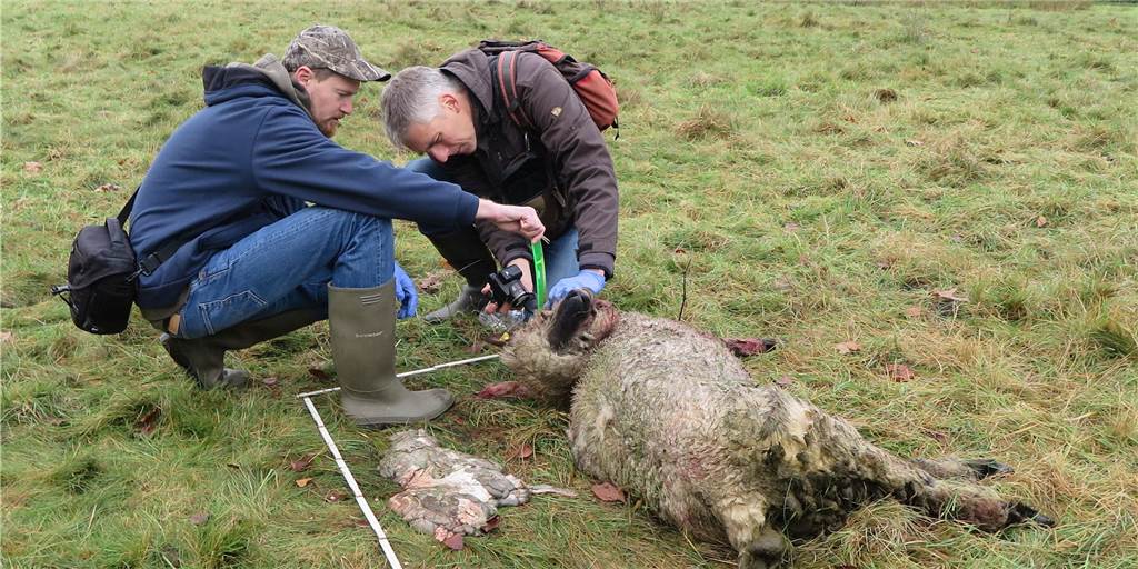 Verhandlung über Gloria: Bürgerforum bemängelt Wolfs-Gutachten Das Gahlener Bürgerforum wirft LANUV und DBBW vor, dass die Daten für das Gutachten zu Wölfin Gloria fehlerhaft sind.