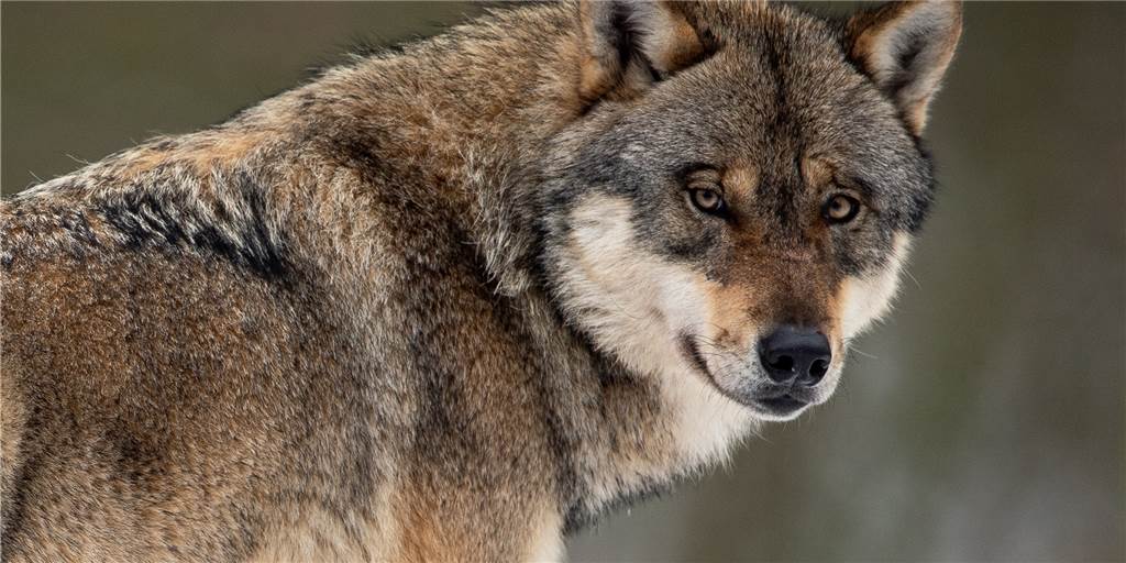 Land beziffert die wolfsbedingten Schäden auf 41.443,72 Euro Land beziffert die wolfsbedingten Schäden auf 41.443,72 Euro