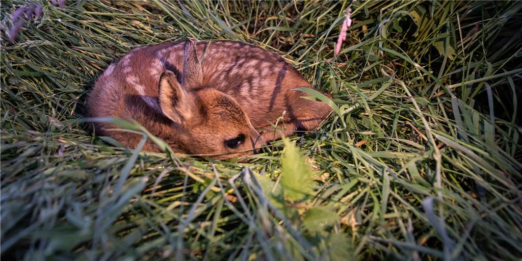 Menschen führen sich wie die Axt im Wald auf - so geht es nicht Menschen führen sich wie die Axt im Wald auf - so geht es nicht