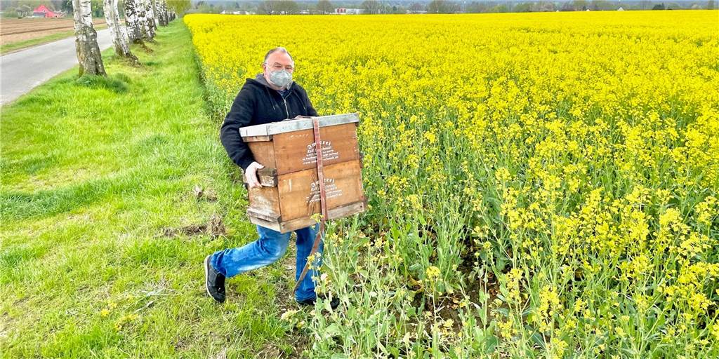 Spaziergänger von Biene gestochen – 60 Völker müssen umziehen Spaziergänger von Biene gestochen – 60 Völker müssen umziehen