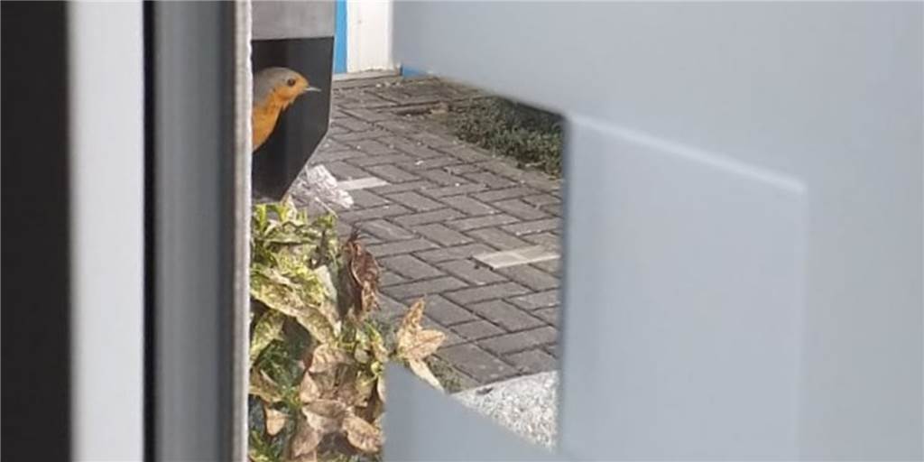 Überraschend Post für Familie aus Schwerte: Vogelnest im Briefkasten Überraschend Post für Familie aus Schwerte: Vogelnest im Briefkasten